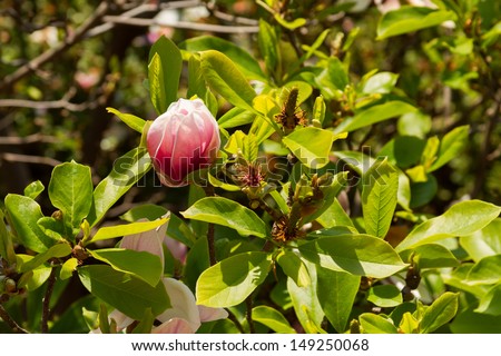 Pink and white magnolia flower that\'s beginning to open and is surrounded by green leaves