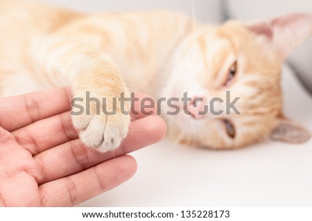Friendship between man and cat on white background
