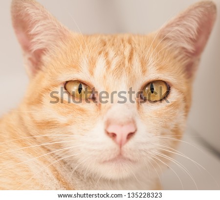 Cat Straight face and big eye on white background