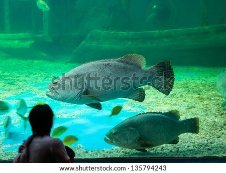amazement see big fish in an aquarium