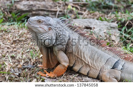 Big iguana reptile animals in the tropics ,Thailand