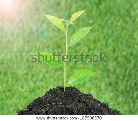 Young small new life green plant on over green background