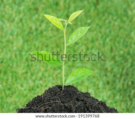 Young small new life green plant on over green background