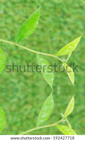 Green leaves reflecting in water on over green background