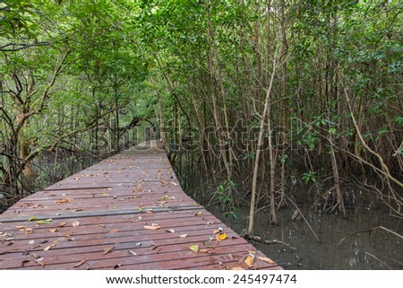 The forest mangrove at Lamchabang of Thailand