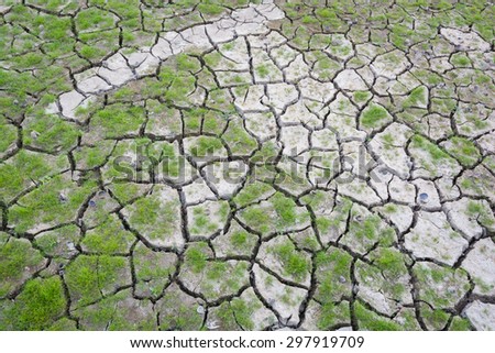 Plant green grass on cracked earth background