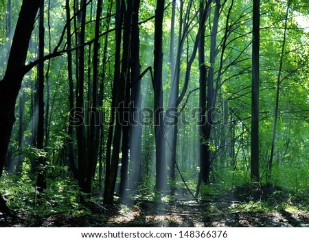 Sun beams burst through the forest canopy. Northern Woodlands, Michigan.