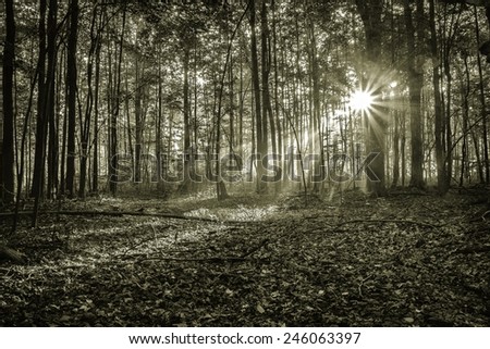 Mystical Morning Forest. Sunlight illuminates a dark forest and a new day begins.