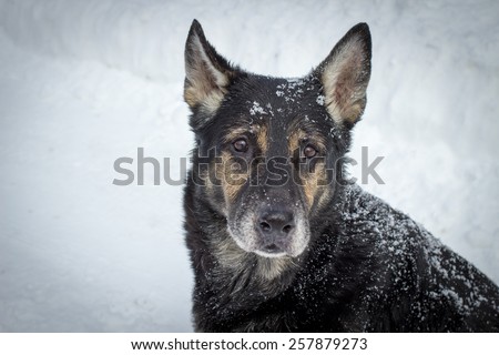 Protect Pets From The Cold. Older German Shepherd sitting in the snow staring at the camera with sad eyes.
