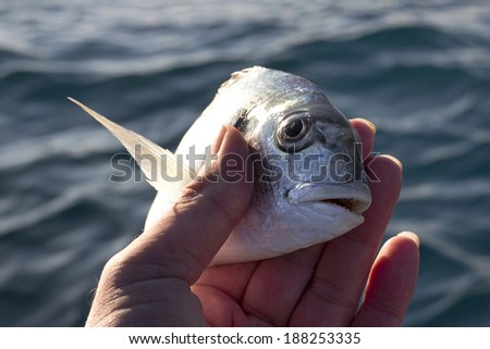 Little sea bream in fisherman hand in front of blue sea background