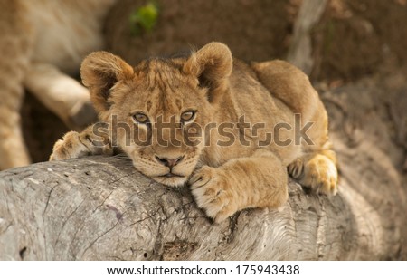 Lion Cub Resting On Tree Branch