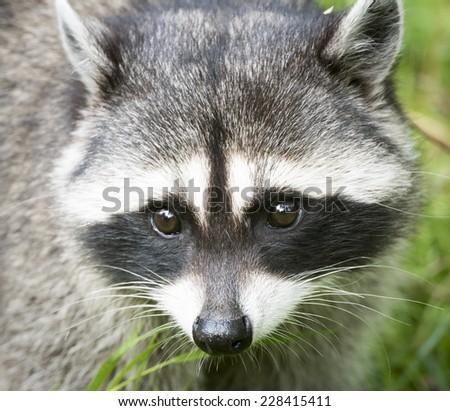 Raccoon Face
