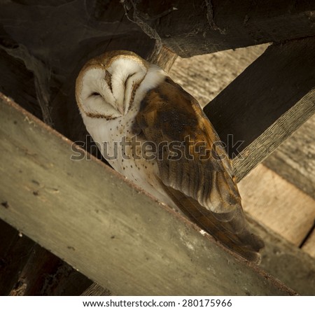 Barn Owl Sleeping in Rafters