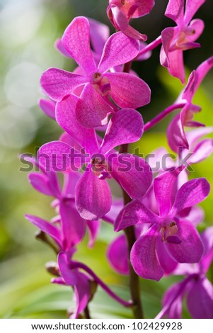 exotic orchids growing on island Bali