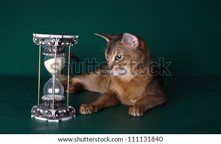 Beautiful Abyssinian cat and a sand-glass on a green background