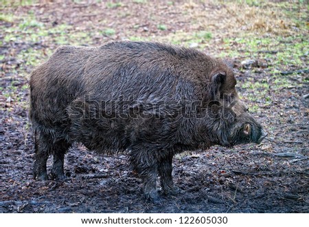 Wild boar (Sus scrofa) in the wild nature in Belovezhsky more