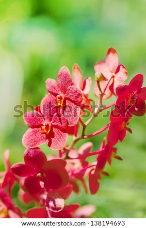 exotic red orchids growing on island Bali