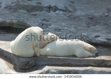 Three sleeping polar bears