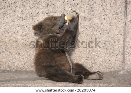 manual brown bear cub holds in paws a small bottle with juice