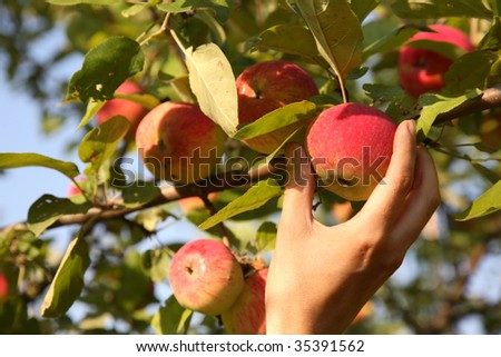female hand breaks a ripe red apple from a branch