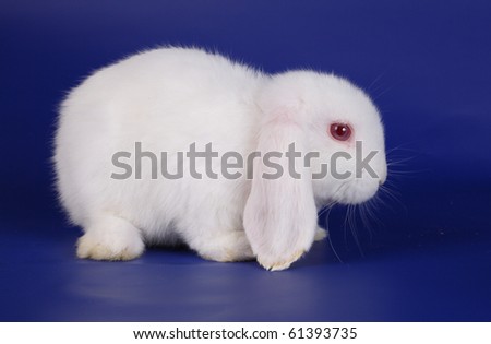 Albino Lionhead Rabbit