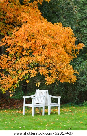 Two white chairs under a tree with orange leaves