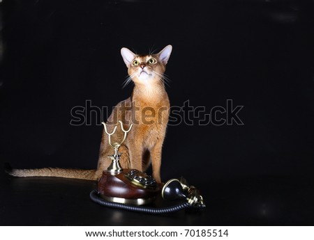 Beautiful Abyssinian cat and ancient phone on a black background