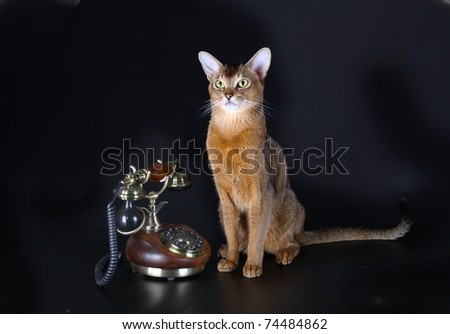Beautiful Abyssinian cat and ancient phone on a black background