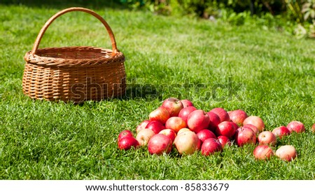 basket with red apples costs on a grass