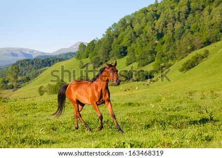 beautiful bay horse of the Arab breed to stand on a green meadow