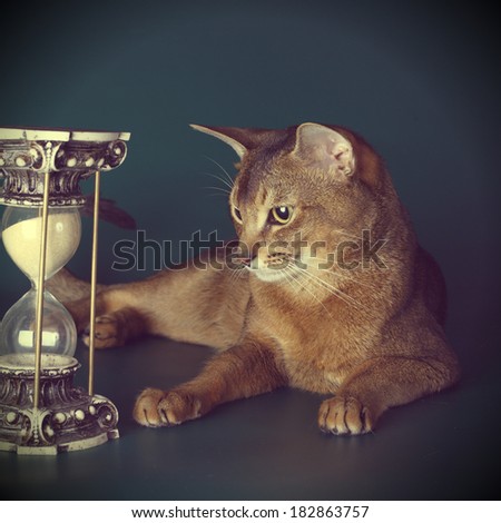 Beautiful Abyssinian cat and a sand-glass