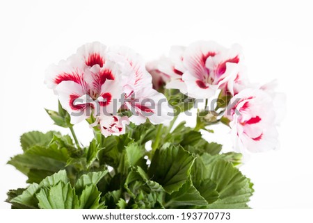Blossoming red-white geranium (geranium) on a white background