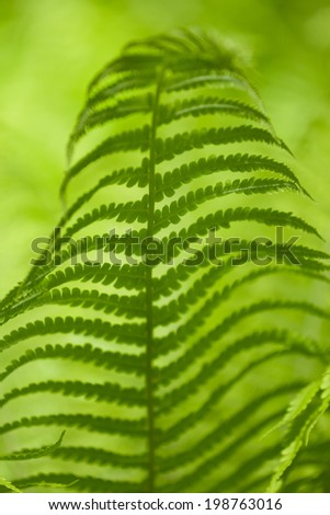 leaf of a fern shined with the sun. Close up.