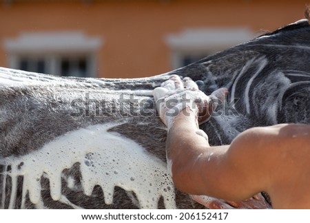 groom on a stable washes a horse with foam