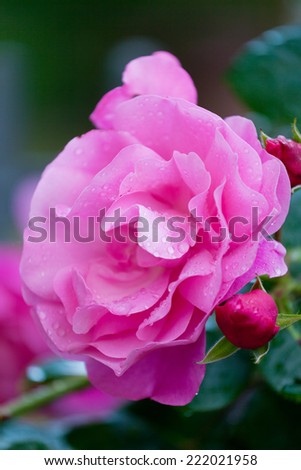 Pink rose with water drops on petals after a rain