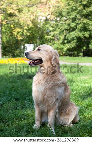 dog of breed retrivt the golden sits on a grass