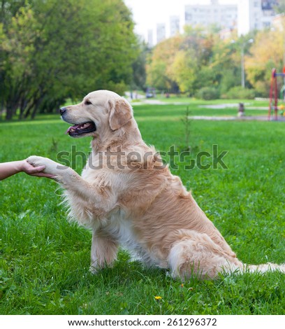 Dog gives a paw to the  person