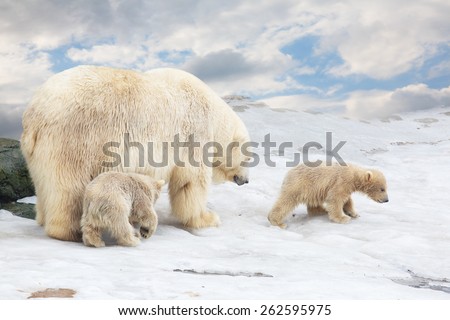 white polar she-bear with two bear cubs goes on snow