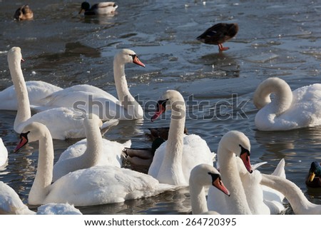 pack of white swans floats in the river in the winter