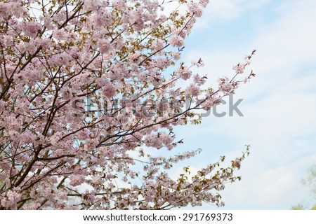 big blossoming Oriental cherry sakura tree against the sky