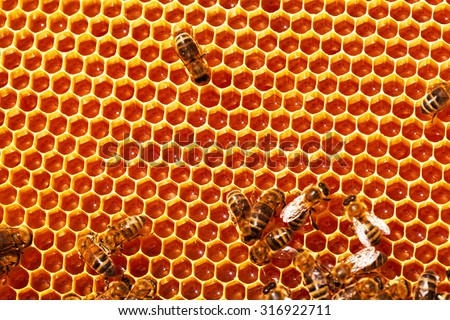 Working bees on honeycombs filled with honey