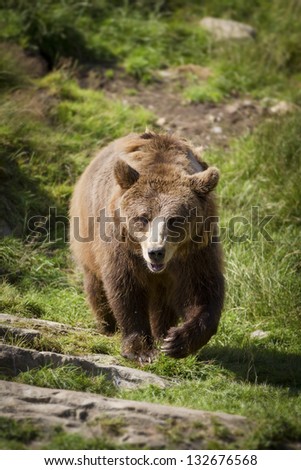 A norwegian brown she-bear walking towards the photographer. Brown bear (Ursus arctos) is a large bear distributed across much of northern Eurasia and North America.