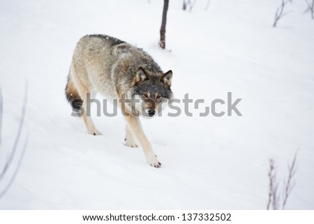 Wolf in a norwegian winter forest. Snowing.