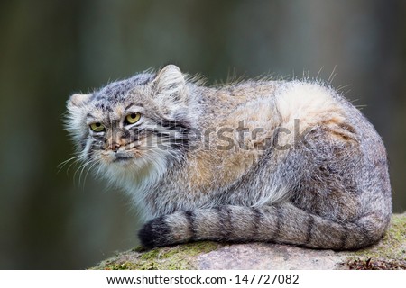 PallasÃ?Â´s cat, or manul, lives in the cold and arid steppes of central Asia. Winter temperatures can drop to 50 degrees below zero.