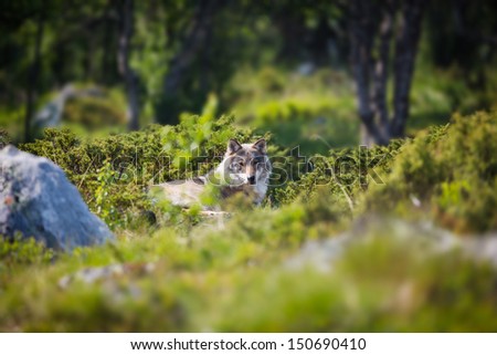 Lone wolf laying and rests in a norwegian summer forest.