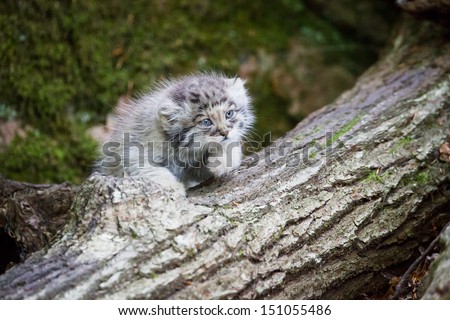 Young pallas cat kitten , or manul, lives in the cold and arid steppes of central Asia. Winter temperatures can drop to 50 degrees below zero.