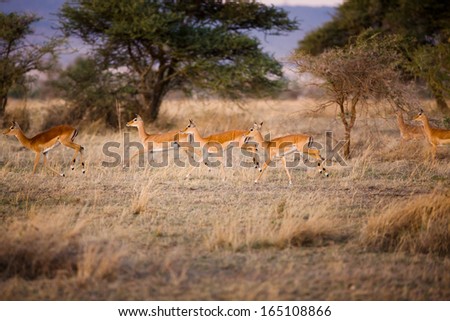 Gazelle runs an early morning in Serengeti, Tanzania Africa.
