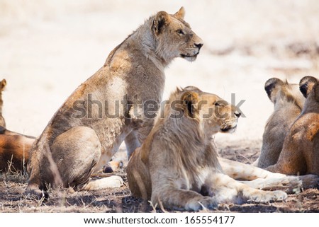 Young male lion and lioness resting under a tree with his pride.