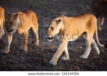 Close up of lion pride walking a early morning in Serengeti, Tanzania. Sunrise, east Africa.