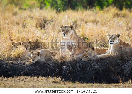 Lion, lioness and cubs resting underin Serengeti Tanzania, Africa.